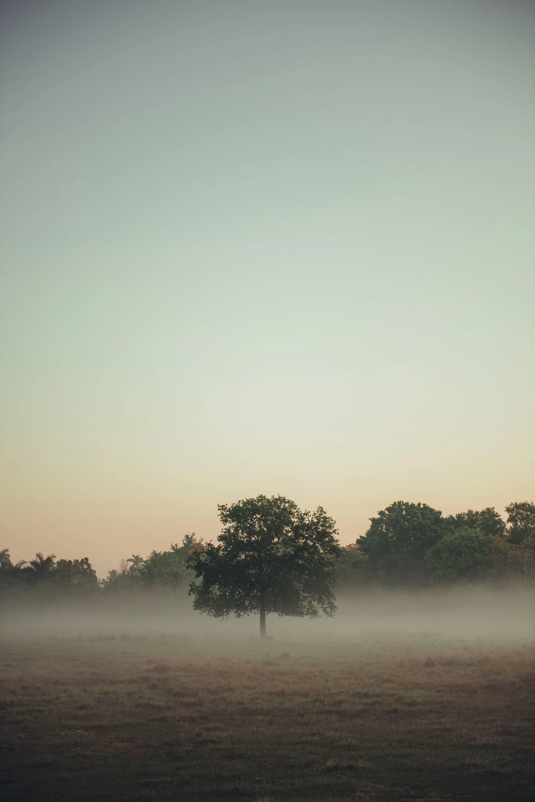 jenna-anderson-tree-web-2560.webp